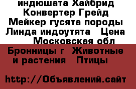 индюшата Хайбрид Конвертер,Грейд Мейкер,гусята породы Линда,индоутята › Цена ­ 40 - Московская обл., Бронницы г. Животные и растения » Птицы   